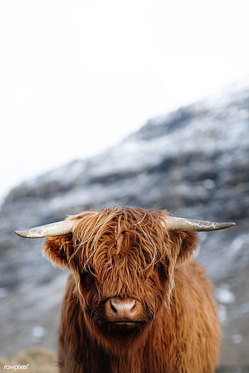 Scottish highland calf, Cow HD phone wallpaper