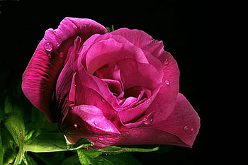 Pink rose, pink, nature, flowers, roses HD wallpaper