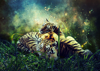 Animals, Tigers, Young, Wildlife, hop, Cubs HD wallpaper