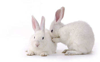 My secret, animal, sweet, bunny, rodent HD wallpaper