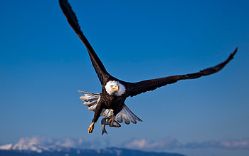 Immersive eagle , Captivating visuals, Stunning beauty, Striking ry HD wallpaper