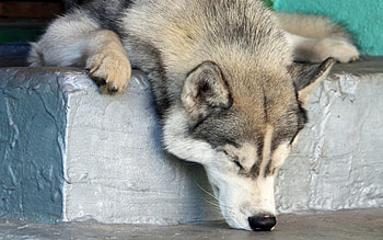 husky nap time, dogs, nap, sleepy, husky HD wallpaper