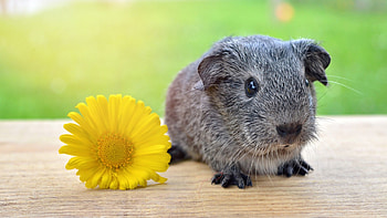Guinea pig, animal, yellow, flower, green, rodent HD wallpaper