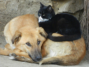 Cat and dog, kitten, sweet, kitty, cats, cute, cat, beautiful, paws, sleeping, beauty, cat face, pretty, animals, face, lovely, hat HD wallpaper