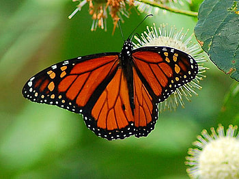 Monarch butterfly, monarch, butterfly, nature, forest, insect HD wallpaper