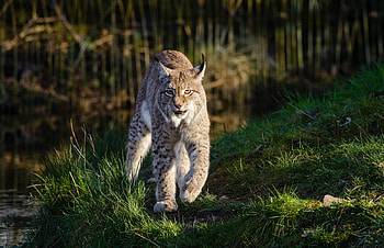Lynxes, lynx, animals HD wallpaper
