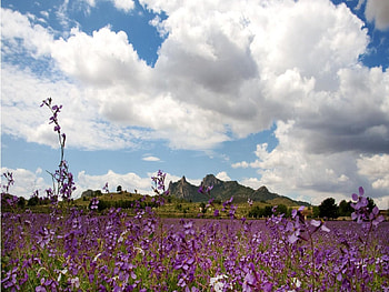 flowers again, purple, grass, flowers HD wallpaper