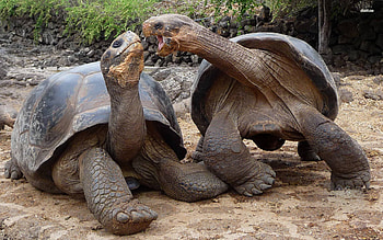 Couple, Aldabra Giant Tortoise HD wallpaper