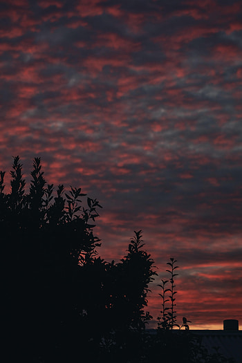 Nature, Sunset, Sky, Bush, Branches HD phone wallpaper