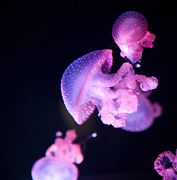 Glow, pink jellyfish HD phone wallpaper