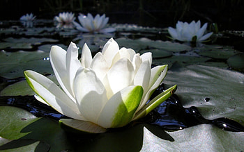 Plants, Flowers HD wallpaper