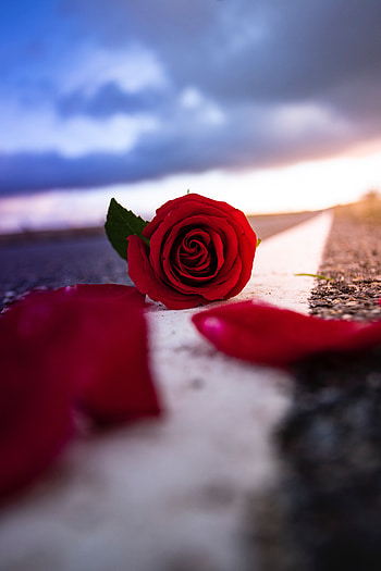 Flowers, Flower, Road, Rose Flower, Rose, Petals, Asphalt HD phone wallpaper