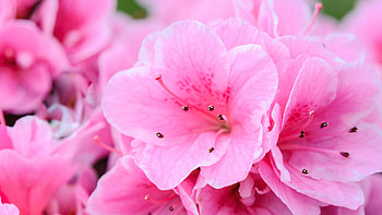 Pink flowers, petals, pollen, close up HD wallpaper