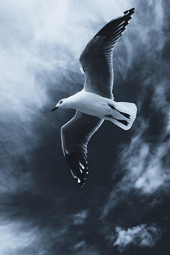Animals, Sky, Bird, Fog, Flight, Gull, Seagull, Wings HD phone wallpaper