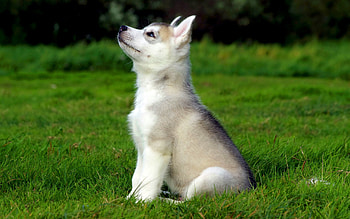 Animals, Dogs HD wallpaper