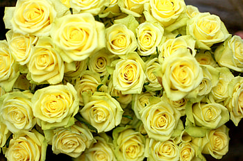 Flowers, Roses, Drops, Wet, Bouquet HD wallpaper