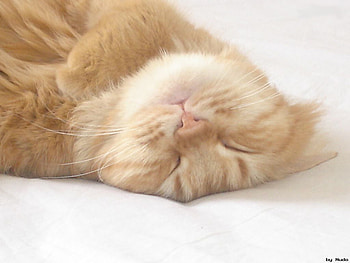 soft sleeping kitty, sweet, animal, tired, cat, sleeping HD wallpaper