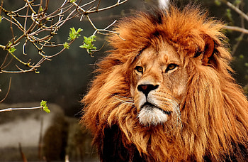 Old Lion, lion, animals HD wallpaper