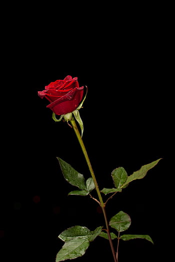 A vibrant red rose with dewdrops against a black background, symbolizing love and beauty. HD phone wallpaper