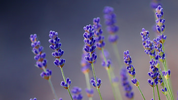 Lavender flowers HD wallpaper
