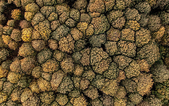 dense forest, aerial view, top view, forest aerial view, dry forest, Drought concepts, trees HD wallpaper