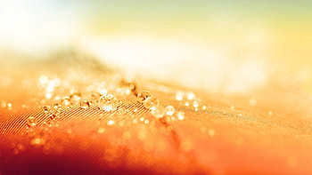 Drops, Macro, Shine, Light, Surface HD wallpaper