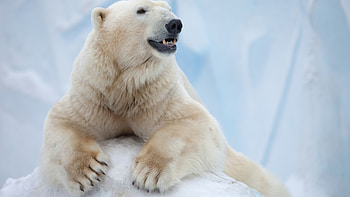 Antarctic bear, Arctic explorers, Remote beauty, Ice-bound habitat HD wallpaper