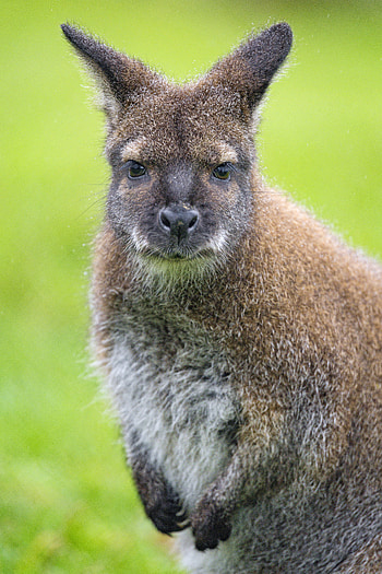 Animals, Kangaroo, Young, Animal, Joey HD phone wallpaper