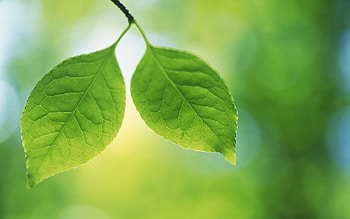 Green Leaf, Green leaves , , mobile tablet HD wallpaper