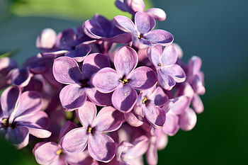 Flowers, Lilac, Macro, Petals HD wallpaper