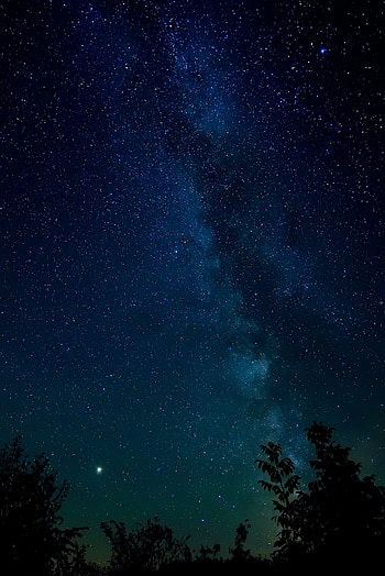 Nature, Trees, Stars, Night, Starry Sky, Night Sky HD phone wallpaper