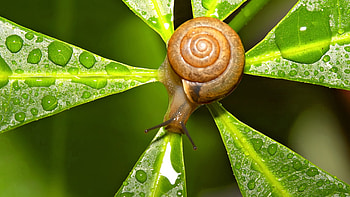 Animals, Snails HD wallpaper