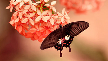 Black Butterfly on Flower FC, animal, wide screen, wildlife, butterfly, graphy, flower, beautiful HD wallpaper