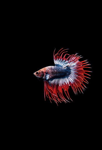 Betta fish, Siamese fighting fish, close up HD phone wallpaper