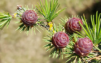 Larch Cones, Latvia, larch, cones, tree HD wallpaper