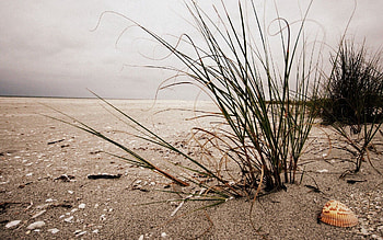 Nature, Grass, Beach, Sand, Bush, Overcast, Mainly Cloudy, Shell, Emptiness, Void HD wallpaper