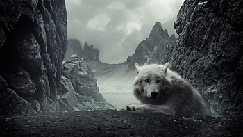 Animals, Wolfs HD wallpaper