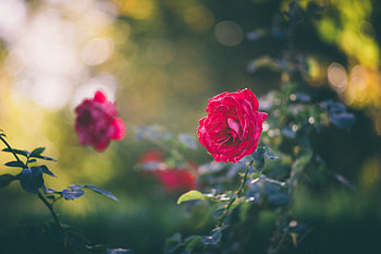 Roses, Blossoms, Rosea, Flowers, Garden HD wallpaper