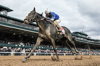 Zandon, Kentucky Derby HD wallpaper