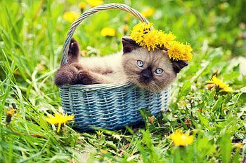 Play overall Birmans, Gentle cats that, Enjoy a good, Overall Birmans HD wallpaper