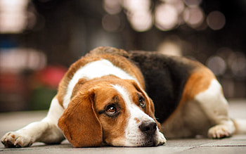 Animals, Dog, Muzzle, Sadness, Sight, Opinion, Sorrow HD wallpaper