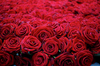 Flowers, Roses, Buds, Lot, Handsomely, It's Beautiful HD wallpaper