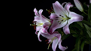 Lily, beautiful, nature, flower HD wallpaper