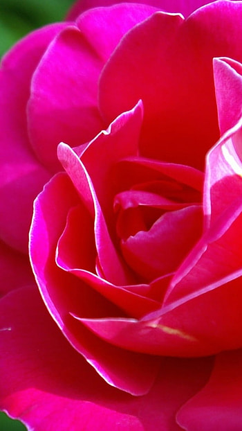 Rose Flower, Pink Rose, Beautiful, Flowers HD phone wallpaper
