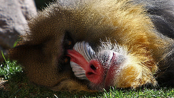 Monkey , Hamadryads baboon, Animal face HD wallpaper