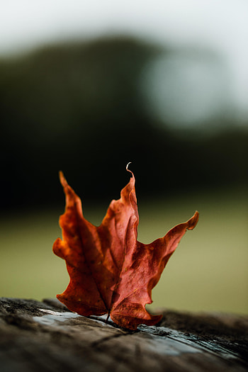 Autumn, Leaves, Macro, Maple HD phone wallpaper