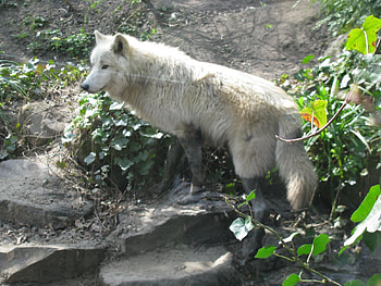 White Wolf, animal, dog, white, nature, friend, wolf HD wallpaper