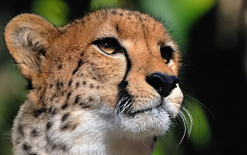 Animals, Cheetah, Muzzle, Predator, Big Cat, Sight, Opinion HD wallpaper