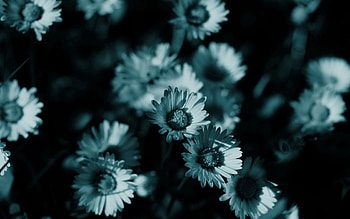 Nature, Flowers, Night, Camomile, Dark, Shadow HD wallpaper