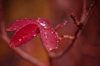Drops, Macro, Sheet, Leaf, Branch HD wallpaper